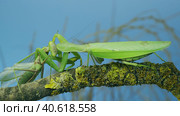 Sexual cannibalism, Close-up portrait of large female green praying mantis eats the male after mating on tree branch covered with lichen. Transcaucasian tree mantis (Hierodula transcaucasica) Стоковое фото, фотограф Некрасов Андрей / Фотобанк Лори