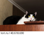 Кошка прячется на шкафу. Стоковое фото, фотограф Полина Колкова / Фотобанк Лори