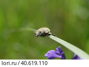 Хлебный жук (Anisoplia austriaca) на травинке. Стоковое фото, фотограф Mixail59 / Фотобанк Лори