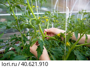 The woman's hands form bushes of flowering tomato plants. Стоковое фото, фотограф Виктория Тельминова / Фотобанк Лори