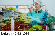 Skilled female employee in uniform inspecting quality of lettuce in box at sorting factory. Стоковое видео, видеограф Яков Филимонов / Фотобанк Лори