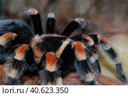 Паук-птицеед Brachypelma smithi. Стоковое фото, фотограф Ирина Скворцова / Фотобанк Лори