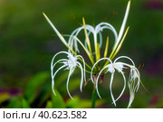 Peruvian Daffodil (Hymenocallis x festalis) Стоковое фото, фотограф Анна Кривицкая / Фотобанк Лори