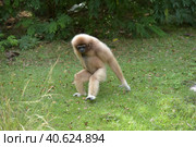 White-cheeked gibbon. Hylobates leucogenys. (2018 год). Стоковое фото, фотограф Анна Кривицкая / Фотобанк Лори