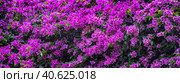 Bougainvillea spectabilis plant. Стоковое фото, фотограф Анна Кривицкая / Фотобанк Лори