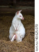 White kangaroo standing. Стоковое фото, фотограф Анна Кривицкая / Фотобанк Лори