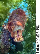 Hippopotamus  in water. Стоковое фото, фотограф Анна Кривицкая / Фотобанк Лори