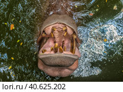 Hippopotamus  in water. Стоковое фото, фотограф Анна Кривицкая / Фотобанк Лори