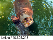 Hippopotamus  in water. Стоковое фото, фотограф Анна Кривицкая / Фотобанк Лори