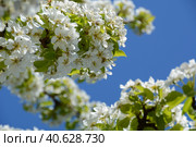 Ornamental plants close-up: blooming apple tree under the bright May sun. Vernal orchard branchlets: delicate snow-white flowers and fresh sunny-green foliage against a sky-blue, photo series (IIIb) Стоковое фото, фотограф Анатолий Власов / Фотобанк Лори