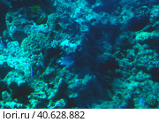 Coral reefs underwater. Стоковое фото, фотограф Анна Кривицкая / Фотобанк Лори