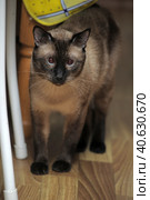 Siamese cat on the floor. Стоковое фото, фотограф Анна Кривицкая / Фотобанк Лори