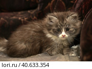 Siberian gray with white kitten. Стоковое фото, фотограф Анна Кривицкая / Фотобанк Лори