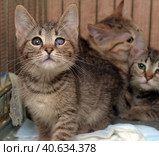Homeless kittens in a cage. Стоковое фото, фотограф Анна Кривицкая / Фотобанк Лори