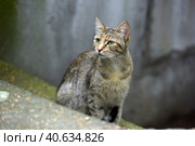 Stray tabby cat on the street, Стоковое фото, фотограф Анна Кривицкая / Фотобанк Лори