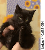 Black little kitten in  arms. Стоковое фото, фотограф Анна Кривицкая / Фотобанк Лори
