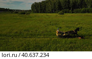 A gig with a bay horse harnessed rides through a meadow near the forest in summer. Life on the farm. Стоковое видео, видеограф Ярославский Максим / Фотобанк Лори