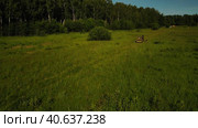 A gig pulled by a black horse goes through a green meadow. Стоковое видео, видеограф Ярославский Максим / Фотобанк Лори