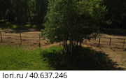 Two bay horses graze in a paddock near a large tree . Life on a farm in summer. Стоковое видео, видеограф Ярославский Максим / Фотобанк Лори