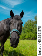 The black horse turns and looks at the camera against the background of the sky and meadows. Стоковое фото, фотограф Ярославский Максим / Фотобанк Лори