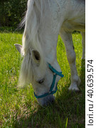 A white horse eats fresh young grass in a meadow. Стоковое фото, фотограф Ярославский Максим / Фотобанк Лори