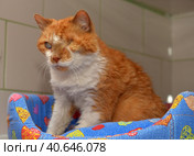 Ginger cat with an eyesore at an animal shelter. Стоковое фото, фотограф Анна Кривицкая / Фотобанк Лори