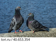 A series of images. Two blue pigeons are sitting on a stone surface. Birds are engaged in a love game. They kiss and copulate. There is a water space in the background. Стоковое фото, фотограф Владимир Ендовицкий / Фотобанк Лори