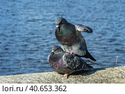 A series of images. Two blue pigeons are sitting on a stone surface. Birds are engaged in a love game. They kiss and copulate. There is a water space in the background. Стоковое фото, фотограф Владимир Ендовицкий / Фотобанк Лори
