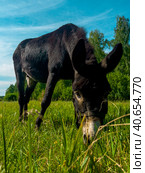 A black donkey grazes on a green meadow on a farm. Стоковое фото, фотограф Ярославский Максим / Фотобанк Лори