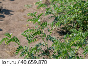 Chickpeas in garden with leaves. Chickpeas plant growing. Стоковое фото, фотограф Ольга Сейфутдинова / Фотобанк Лори
