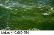 In Black Sea Blue-green algae blooms, water in Odessa has become freshwater and green color. Environmental disaster caused by explosion of Kakhovka Hydroelectric Power Plant dam, Ukraine. Стоковое фото, фотограф Некрасов Андрей / Фотобанк Лори