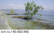 Trees with floating debris has reached Black Sea coastal zone in Odessa, Ukraine. Environmental disaster caused by the explosion of Kakhovka Hydroelectric Power Plant dam. Стоковое фото, фотограф Некрасов Андрей / Фотобанк Лори