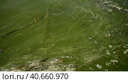 In Black Sea Blue-green algae blooms, water in Odessa has become freshwater and green color. Environmental disaster caused by explosion of Kakhovka Hydroelectric Power Plant dam, Ukraine. Стоковое фото, фотограф Некрасов Андрей / Фотобанк Лори