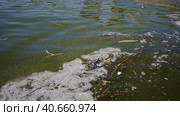 In Black Sea Blue-green algae blooms, water in Odessa has become freshwater and green color. Environmental disaster caused by explosion of Kakhovka Hydroelectric Power Plant dam, Ukraine. Стоковое фото, фотограф Некрасов Андрей / Фотобанк Лори