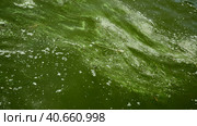 In Black Sea Blue-green algae blooms, water in Odessa has become freshwater and green color. Environmental disaster caused by explosion of Kakhovka Hydroelectric Power Plant dam, Ukraine. Стоковое фото, фотограф Некрасов Андрей / Фотобанк Лори