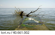 Trees with floating debris has reached Black Sea coastal zone in Odessa, Ukraine. Environmental disaster caused by the explosion of Kakhovka Hydroelectric Power Plant dam. Стоковое фото, фотограф Некрасов Андрей / Фотобанк Лори