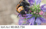 Оса сколия-гигант (Megascolia maculata) ест нектар на цветах синяка обыкновенного (Echium vulgare) Стоковое видео, видеограф Mixail59 / Фотобанк Лори