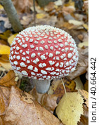 Мухомор красный (Amanita muscaria) Стоковое фото, фотограф Мария Кылосова / Фотобанк Лори