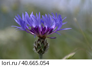Крупный цветок синего василька (лат.Centaurea cyanus) в горном Крыму. Large flower of blue cornflower (lat.Centaurea cyanus) in the mountainous Crimea (2023 год). Стоковое фото, фотограф Владимир Шарый / Фотобанк Лори