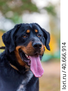 Beautiful large brown dog mestizo rottweiler. Стоковое фото, фотограф Анна Кривицкая / Фотобанк Лори