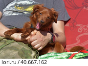 Small ginger dog of the Nevskaya Orchid breed. Стоковое фото, фотограф Анна Кривицкая / Фотобанк Лори