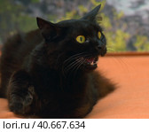 Fluffy cat with green eyes and fangs. Стоковое фото, фотограф Анна Кривицкая / Фотобанк Лори