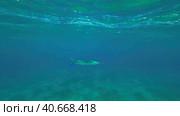 Spotted Halfbeak (Hemiramphus far) swims in the blue water column, Red sea, Egypt. Стоковое фото, фотограф Некрасов Андрей / Фотобанк Лори