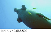 Sea Cow or Dugong (Dugong dugon) with Remorafish on its belly swims up to surface in blue water, school of Golden Trevally fish (Gnathanodon speciosus) accompany it, Bottom view, Red sea, Egypt. Стоковое фото, фотограф Некрасов Андрей / Фотобанк Лори