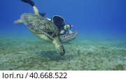 Scubadiver filming Sea Turtle swims down to seabed. Male aquanaut shoots video Green Sea Turtle (Chelonia mydas) dives on seagrass meadow, Red sea, Egypt. Стоковое фото, фотограф Некрасов Андрей / Фотобанк Лори