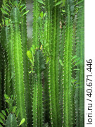 Green euphorbia trigona with unusual leaves growing indoors. Стоковое фото, фотограф Анна Кривицкая / Фотобанк Лори