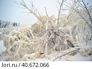 Covered with a large layer of ice tree branches. Стоковое фото, фотограф Анна Кривицкая / Фотобанк Лори