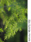 Green branches of larch. Стоковое фото, фотограф Анна Кривицкая / Фотобанк Лори