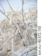 Covered with a large layer of ice tree branches. Стоковое фото, фотограф Анна Кривицкая / Фотобанк Лори