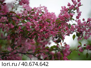 Pink flower in blue background. Стоковое фото, фотограф Анна Кривицкая / Фотобанк Лори